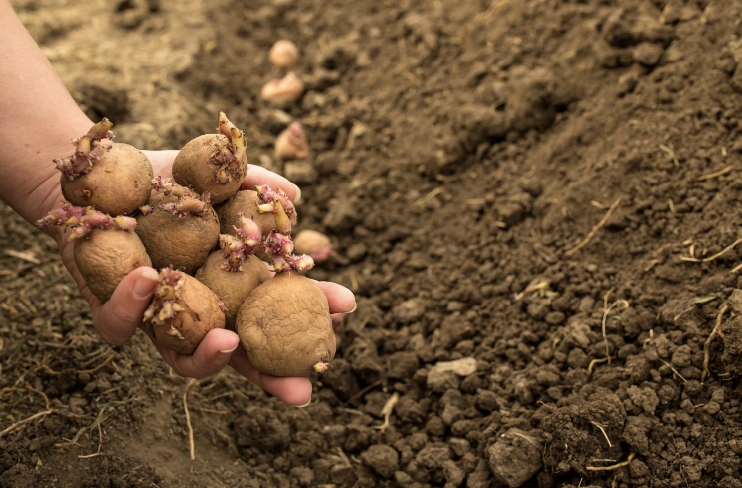 Espacement plantation pomme de terre : guide complet