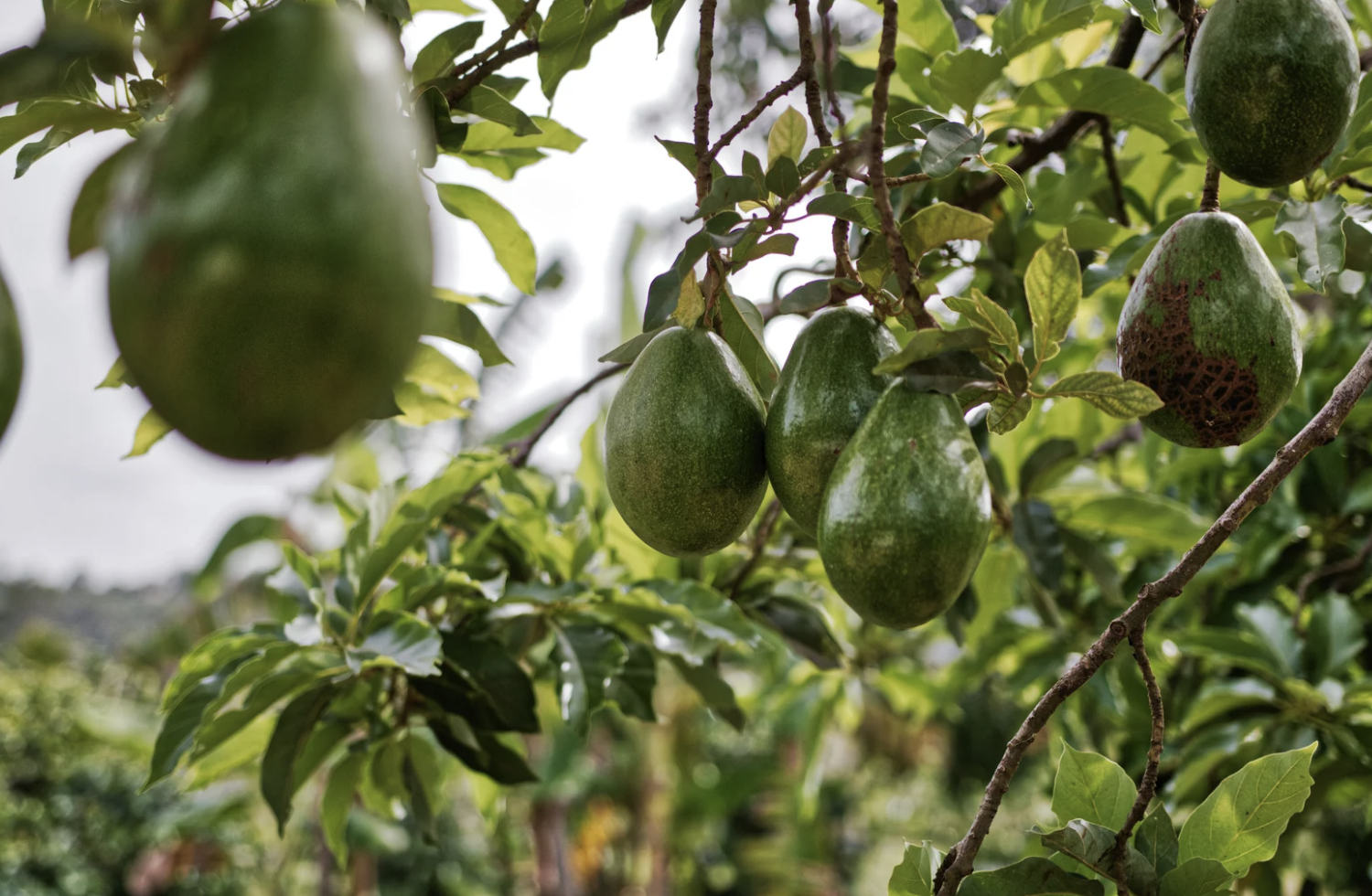 Comment faire pousser un avocatier à la maison?