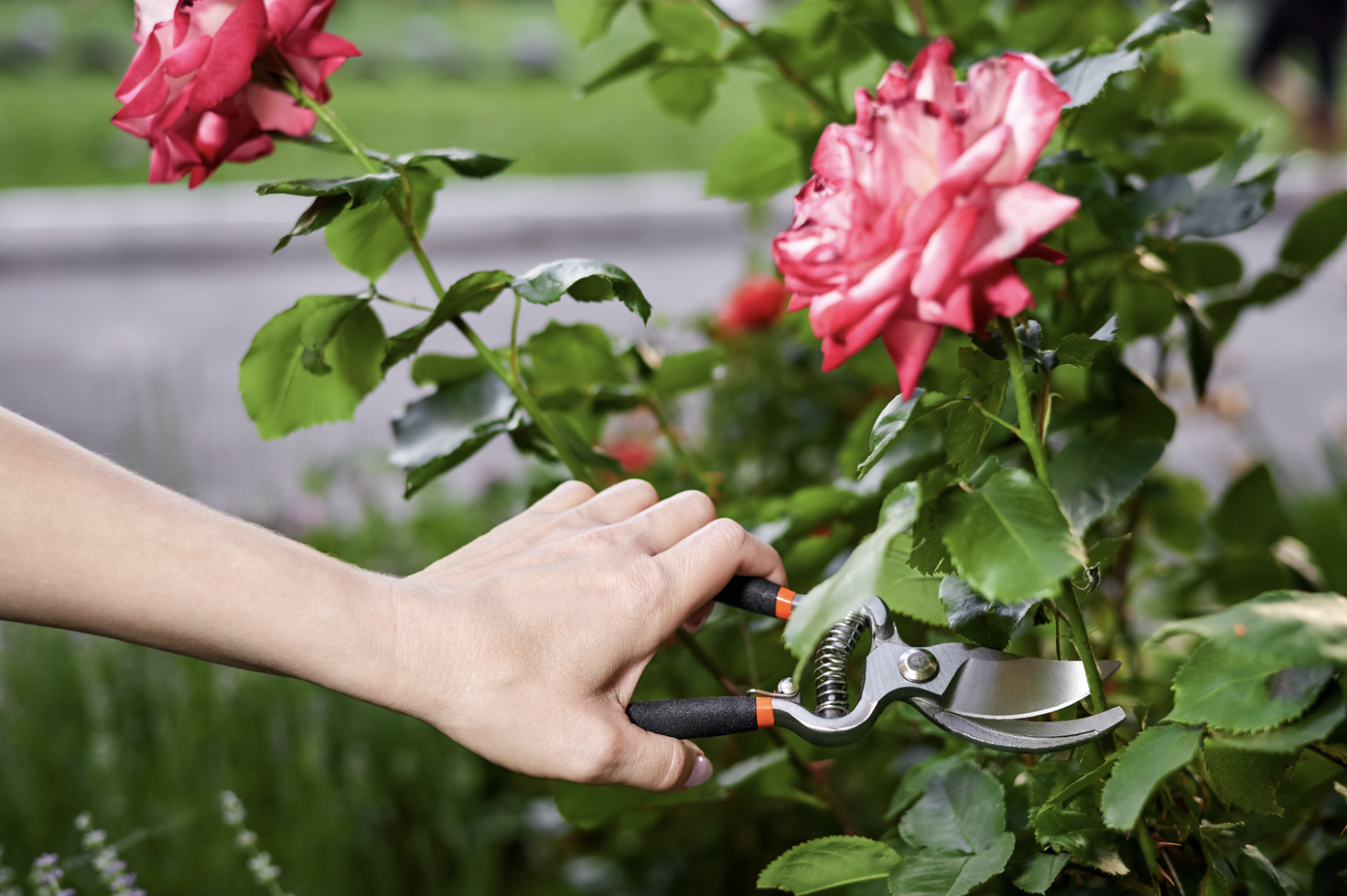 Quelle période tailler les rosiers pour une floraison optimale?
