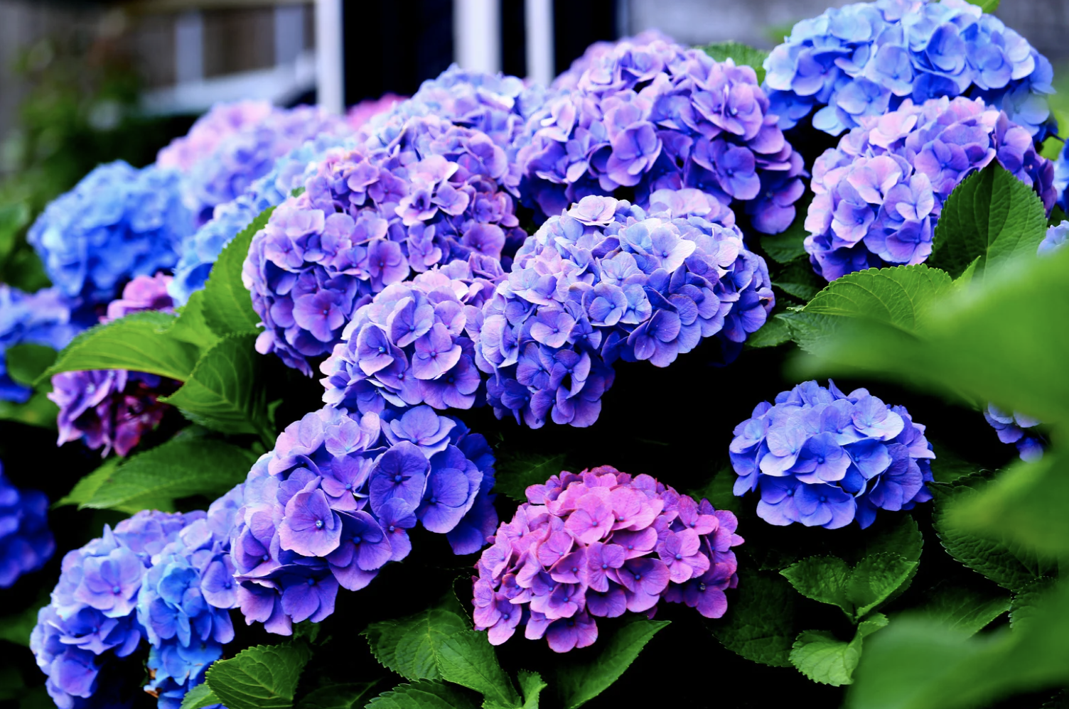Quelle distance d'un mur planter un hortensia?